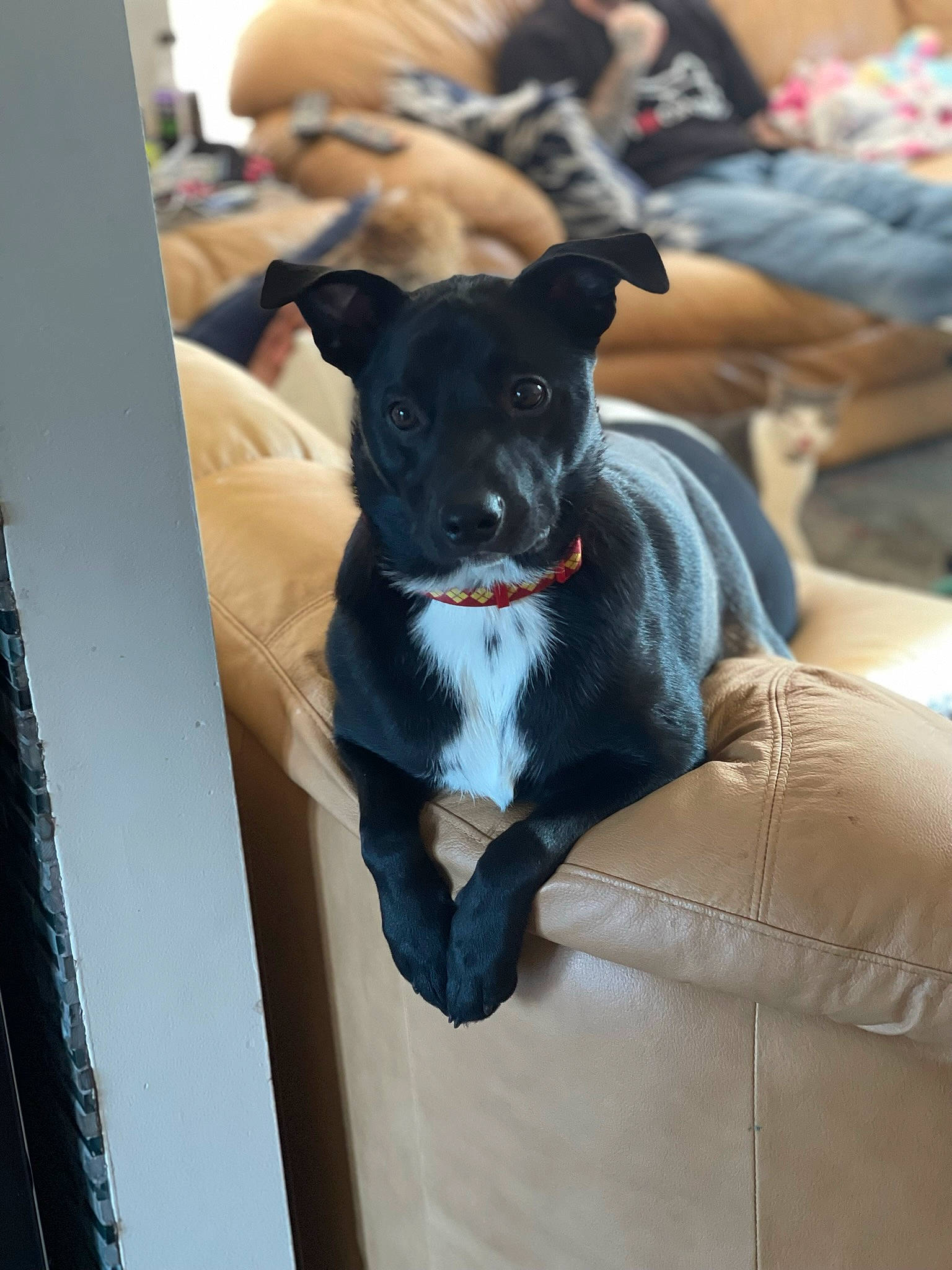 Wyatt joined the competition — help win amazing prizes! canidae, carnivore, chair, comfort, companion_dog, couch, dog, dog_breed, dog_supply, electric_blue, fawn, fur, furniture, grey, non_sporting_group, sitting, snout, sporting_group, toy_dog, working_animal