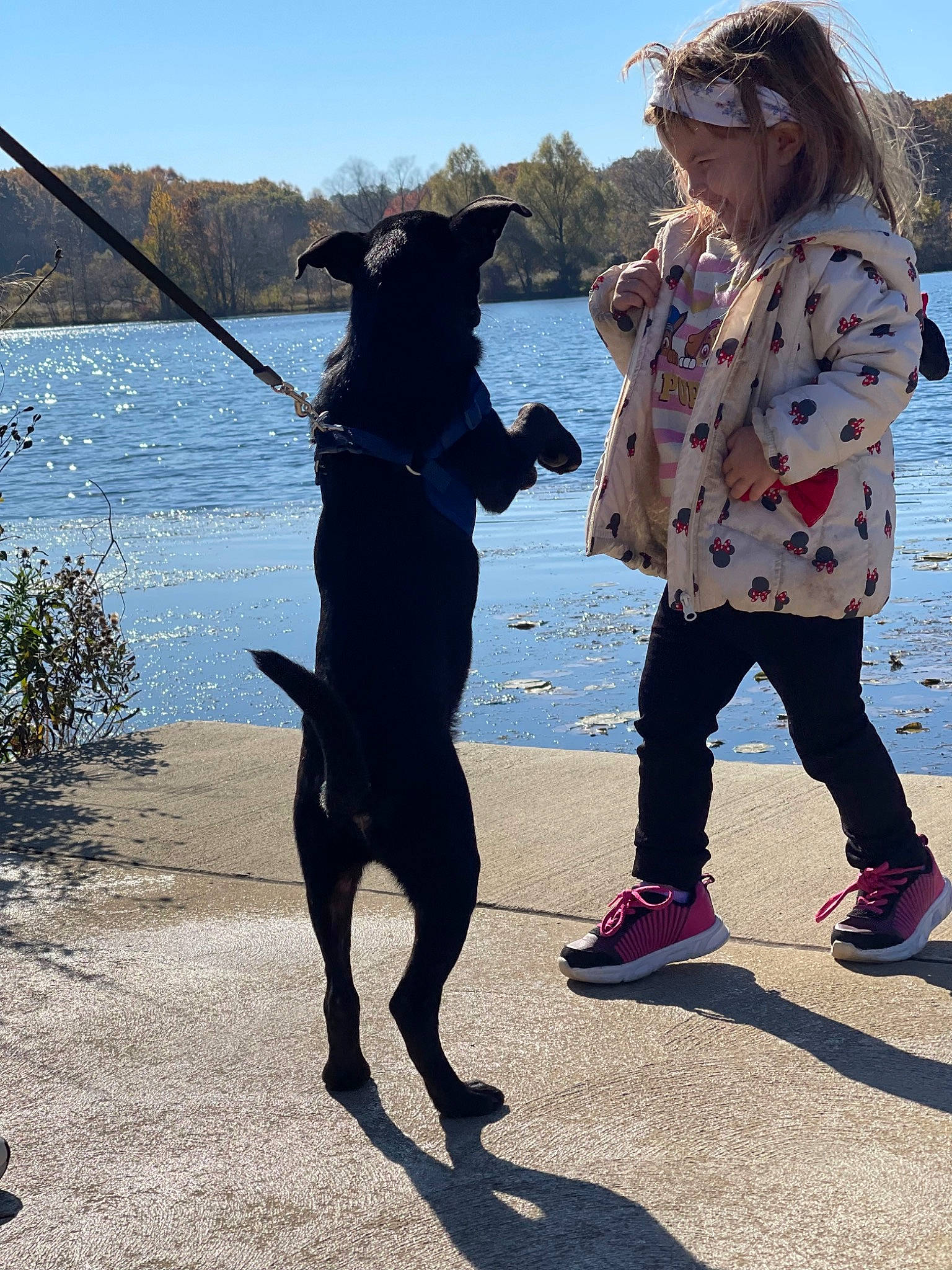 Wyatt is registered to the contest to win money with this photo: carnivore, companion_dog, dog, dog_breed, dog_walking, fashion_accessory, fun, happy, lake, leash, leisure, people_in_nature, plant, recreation, sky, smile, sporting_group, travel, walking, water
