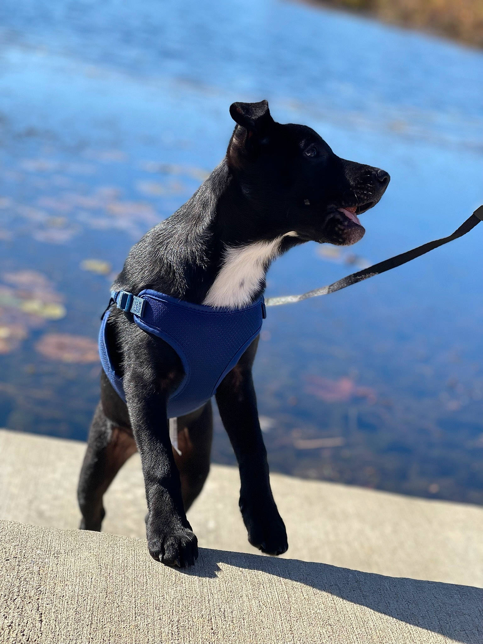 Wyatt is registered to the contest to win money with this photo: canidae, carnivore, collar, companion_dog, dog, dog_breed, dog_collar, dog_sports, dog_supply, electric_blue, fashion_accessory, fawn, leash, pet_supply, recreation, snout, sporting_group, tail, water, working_animal