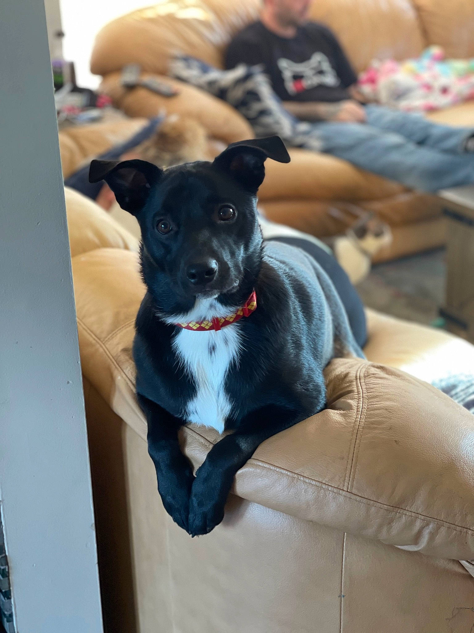 Wyatt joined the competition — help win amazing prizes! canidae, carnivore, chair, collar, comfort, companion_dog, couch, dog, dog_breed, dog_clothes, dog_collar, dog_supply, electric_blue, fawn, furniture, grey, snout, sporting_group, t_shirt, toy_dog