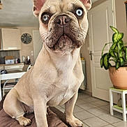 Harley Quinn participe au concours pour gagner de l'argent avec cette photo : animal, blue_eyes, canine, close_up, couch, cute, dog, domestic_animal, ears, french_bulldog, furniture, indoor, living_room, pet, plant, portrait, sitting, snout, tile_floor, whiskers