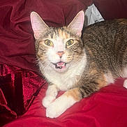 Luna is registered to the contest to win money with this photo: cat, pet, animal, feline, tabby, white_paws, orange_fur, lying_down, red_fabric, bed, indoor, whiskers, ears, eyes, mouth_open, cute, domestic_cat, fur_pattern, resting, close_up