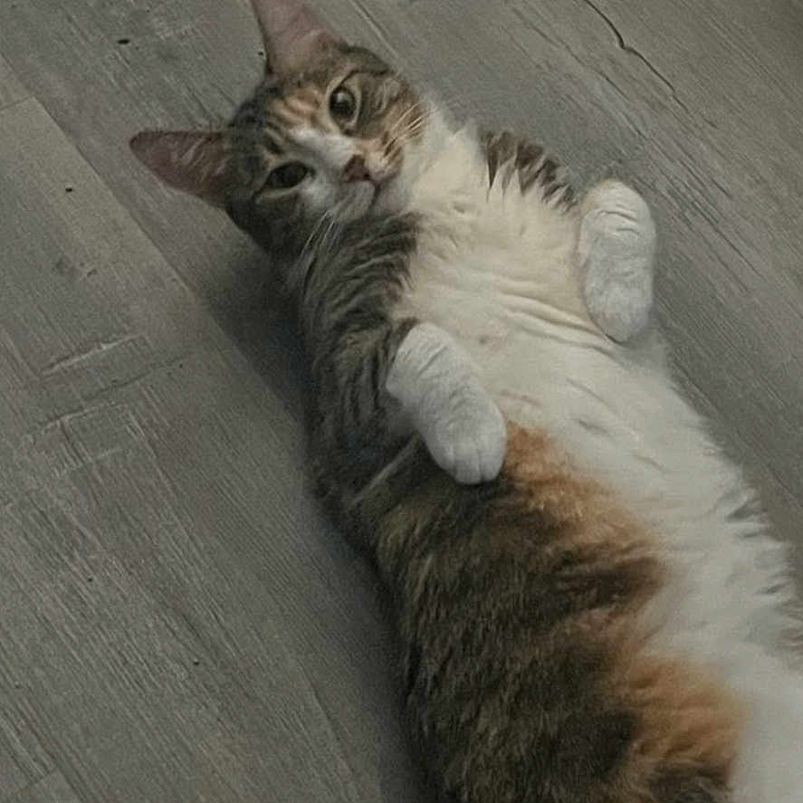 Luna joined the competition — help win amazing prizes! animal, cat, curious, cute, domestic, feline, floor, fur, indoor, lying_down, mammal, paws, pet, relaxed, resting, sleepy, tabby, tabby_cat, whiskers, wooden_floor