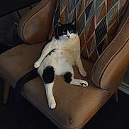 Selina is registered to the contest to win money with this photo: animal, armchair, black_and_white, cat, chair, cozy, cushion, cute, domestic, feline, fur, home, indoor, lazy, pattern, pet, relaxed, resting, sitting, whiskers