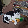 animal, black_and_white_cat, carrot_toy, cat, chair, cozy, cushion, cute, domestic_animal, feline, fur, geometric_pattern, green_eyes, home, indoor, pet, plush_toy, relaxed, resting, soft_toy