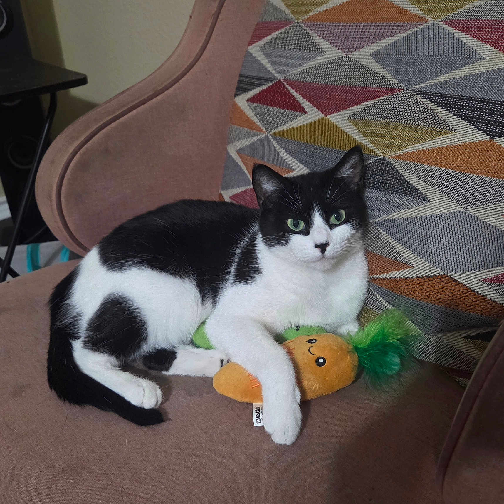 Selina is registered to the contest to win money with this photo: animal, black_and_white_cat, carrot_toy, cat, chair, cozy, cushion, cute, domestic_animal, feline, fur, geometric_pattern, green_eyes, home, indoor, pet, plush_toy, relaxed, resting, soft_toy