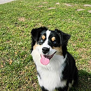 Liberty joined the competition — help win amazing prizes! dog, australian_shepherd, blue_eyes, tongue_out, grass, outdoor, pet, sitting, happy, portrait, fur, tricolor, black_and_white, nose, ears, park, sunlight, close_up, animal, canine