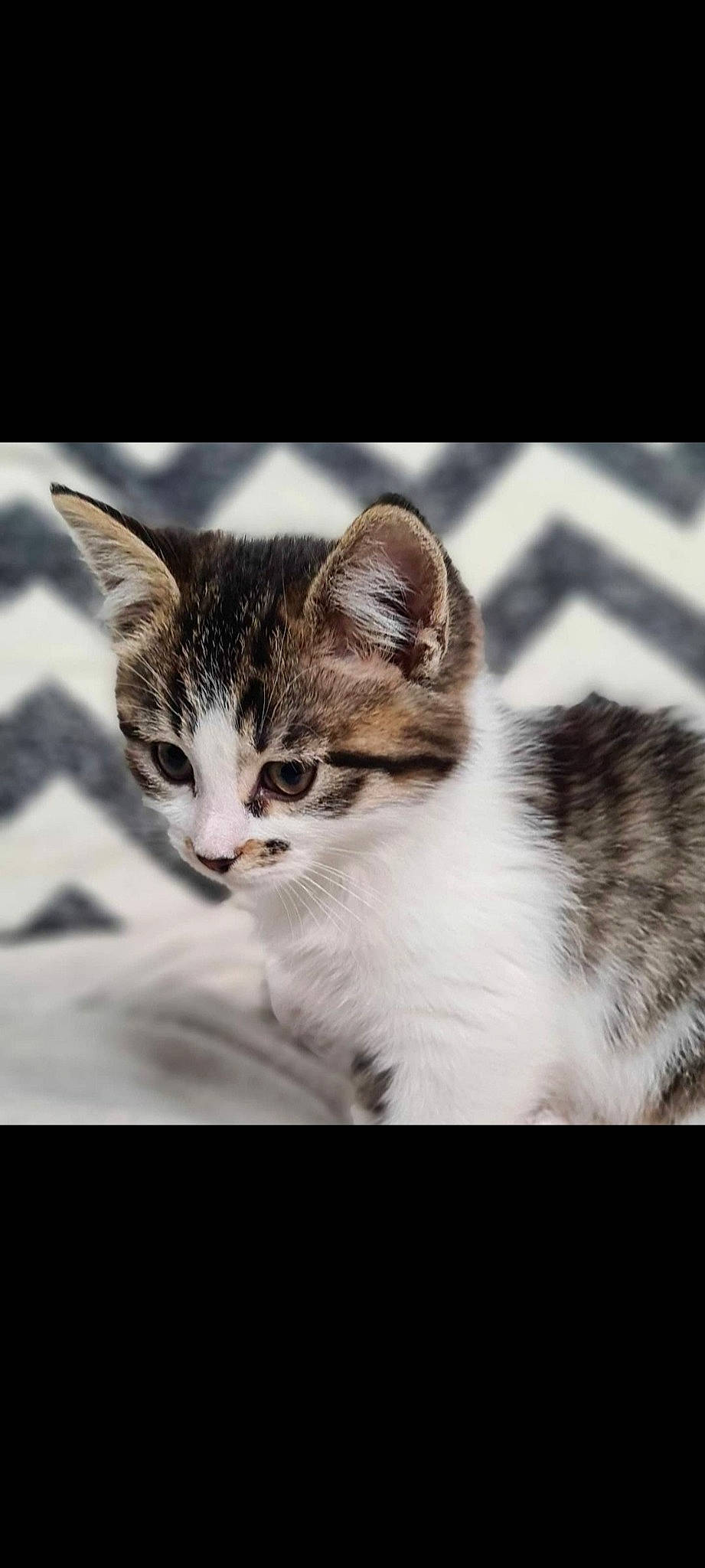 Zezette a rejoint le concours — aidez-le/la à gagner de superbes lots ! carnivore, cat, domestic_short_haired_cat, felidae, fur, monochrome, monochrome_photography, paw, photo_caption, small_to_medium_sized_cats, snout, whiskers, wildlife