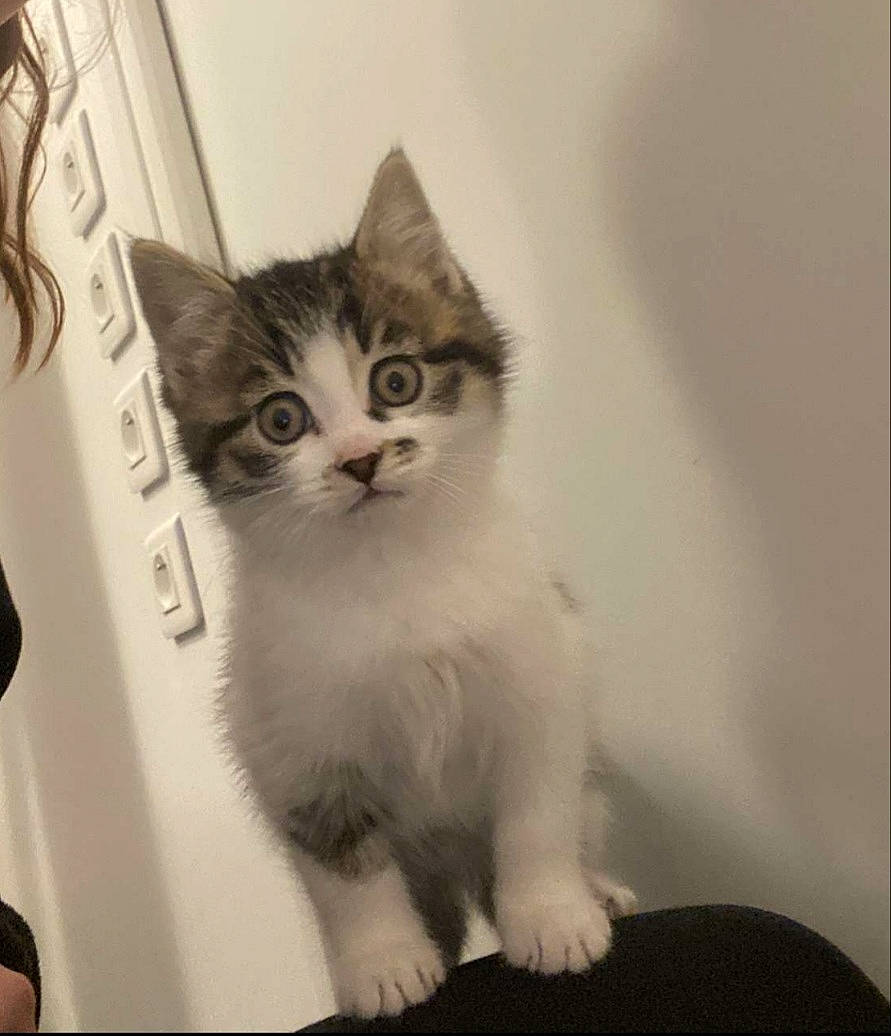 Zezette a rejoint le concours — aidez-le/la à gagner de superbes lots ! box, carnivore, cat, claw, domestic_short_haired_cat, door, felidae, fur, monochrome, monochrome_photography, paw, plant, sitting, small_to_medium_sized_cats, snout, tail, whiskers, window