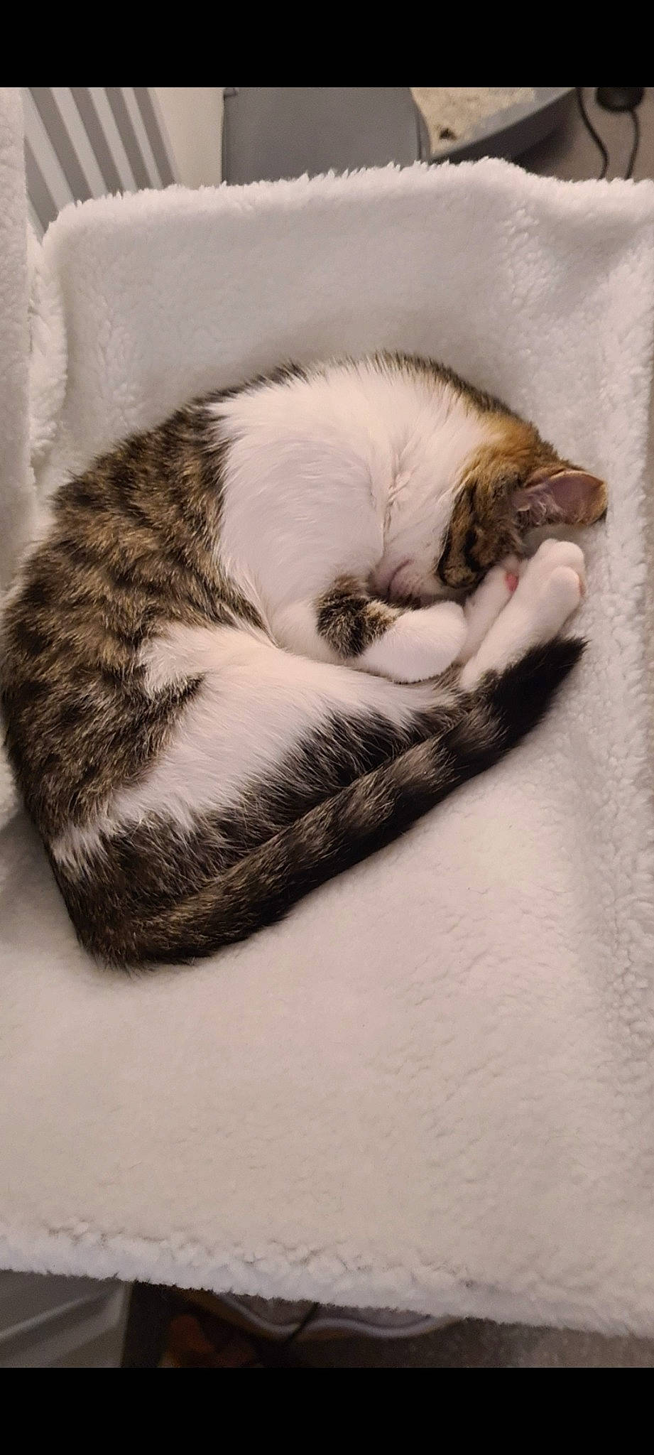 Zezette participe au concours pour gagner de l'argent avec cette photo : carnivore, cat, claw, comfort, domestic_short_haired_cat, felidae, flooring, fur, grey, mammal, nap, paw, sleep, small_to_medium_sized_cats, snout, tail, terrestrial_animal, vertebrate, whiskers, wood