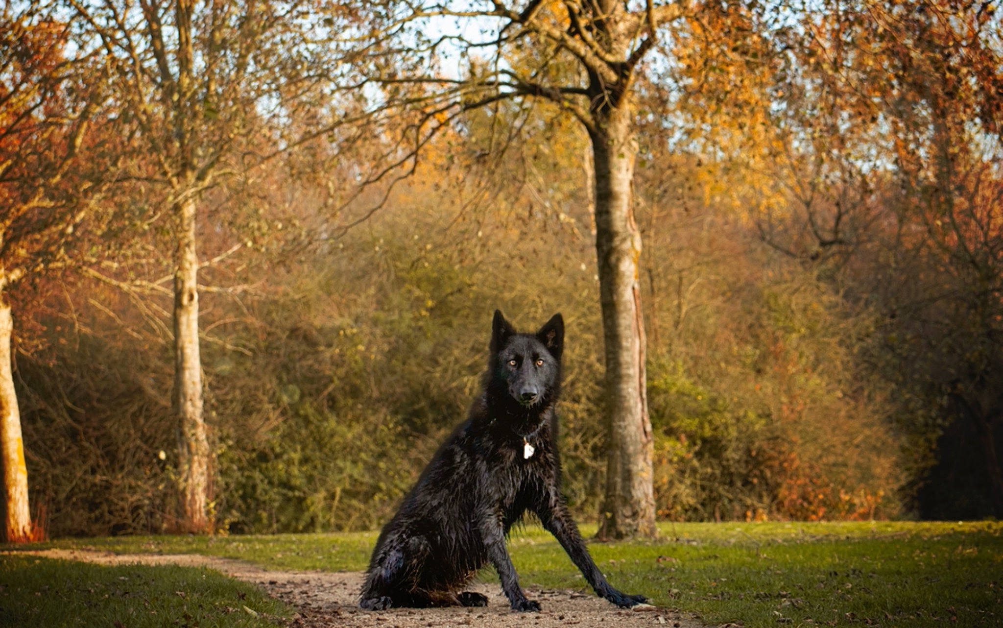 Raylee a rejoint le concours — aidez-le/la à gagner de superbes lots ! autumn, black_norwegian_elkhound, canidae, canis, carnivore, deciduous, dog, dog_breed, guard_dog, herding_dog, snout, sporting_group, sunlight, terrestrial_animal, trunk, twig, wildlife, woodland, working_animal, working_dog