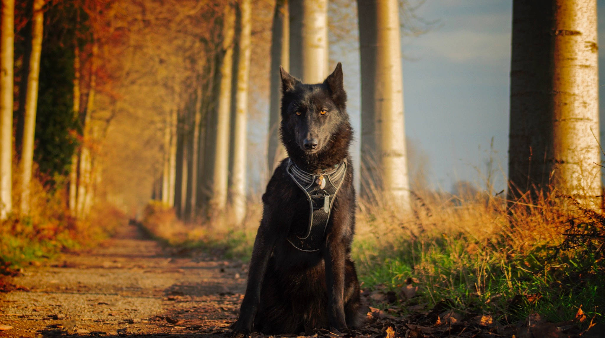 Raylee a rejoint le concours — aidez-le/la à gagner de superbes lots ! autumn, canidae, carnivore, companion_dog, deciduous, dog, dog_breed, fur, guard_dog, hunting_dog, snout, sporting_group, stock_photography, sunlight, terrestrial_animal, woodland, working_animal, working_dog