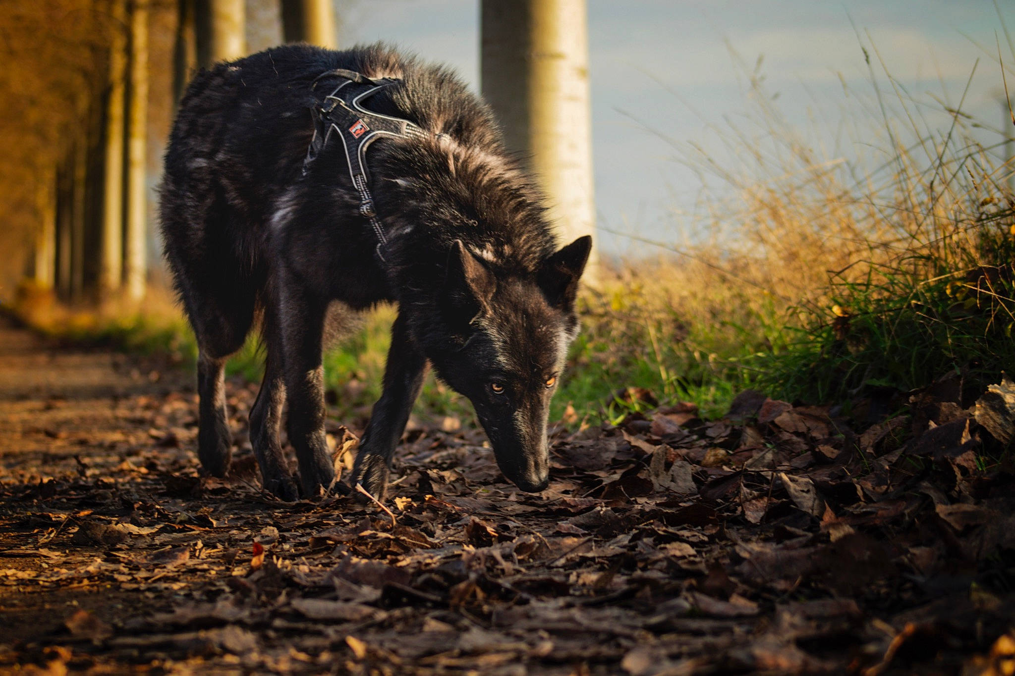 Raylee participe au concours pour gagner de l'argent avec cette photo : canidae, canis, carnivore, dog, dog_breed, guard_dog, hunting_dog, snout, soil, sporting_group, suidae, terrestrial_animal, working_animal, working_dog