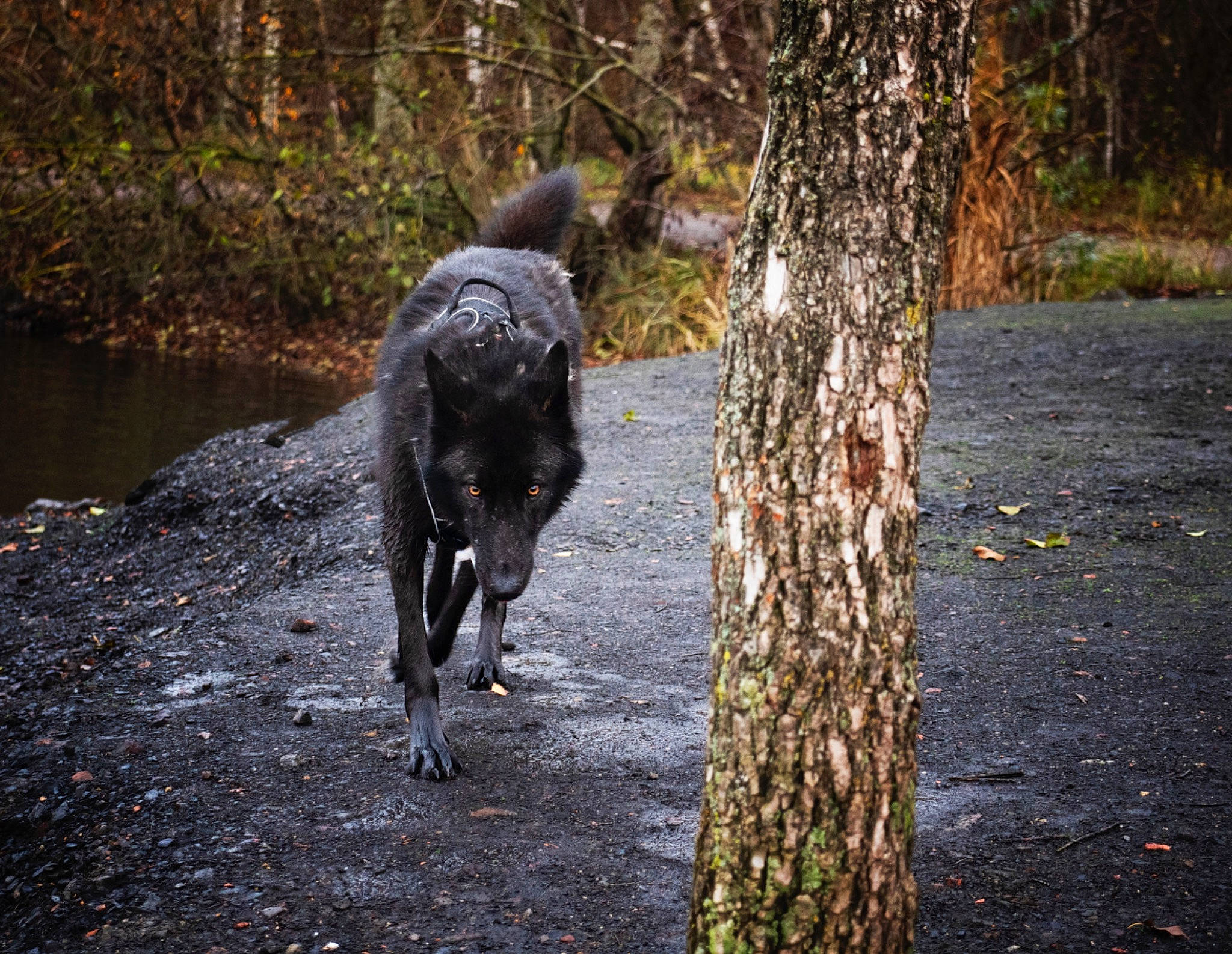 Raylee participe au concours pour gagner de l'argent avec cette photo : autumn, canidae, carnivore, companion_dog, deciduous, dog, dog_breed, guard_dog, hunting_dog, northern_hardwood_forest, riparian_zone, snout, sporting_group, street_dog, tail, trunk, wetland, woodland, working_animal, working_dog