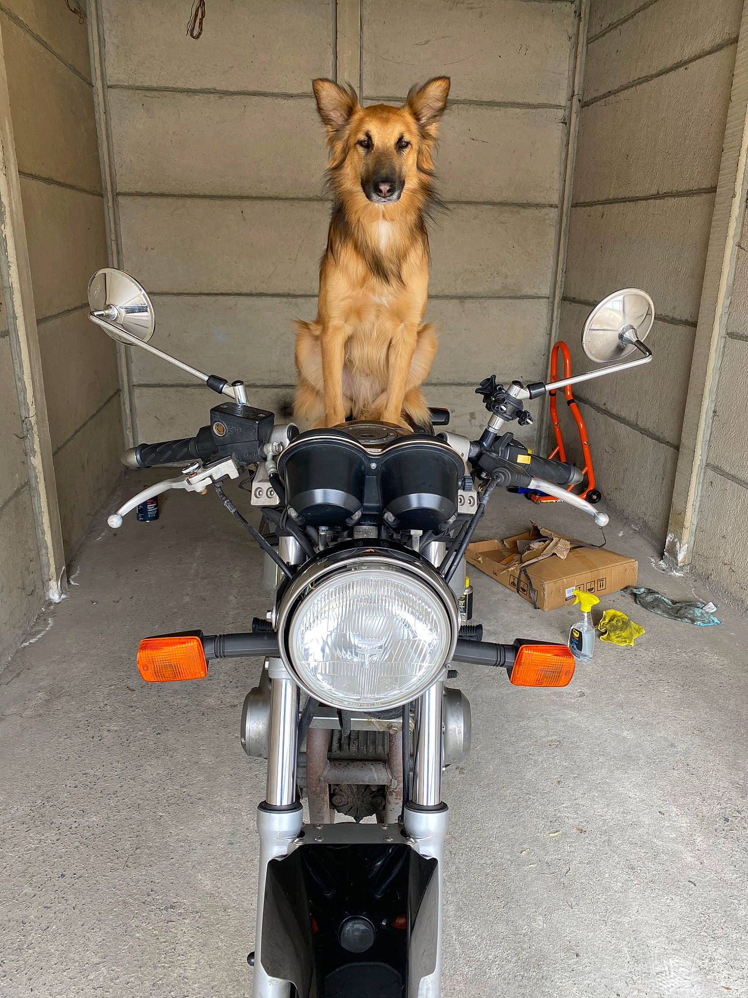 Sirius participe au concours pour gagner de l'argent avec cette photo : auto_part, automotive_lighting, canidae, car, carnivore, dog, fawn, honda, motorcycle, motorcycle_accessories, sporting_group, vehicle, wheel