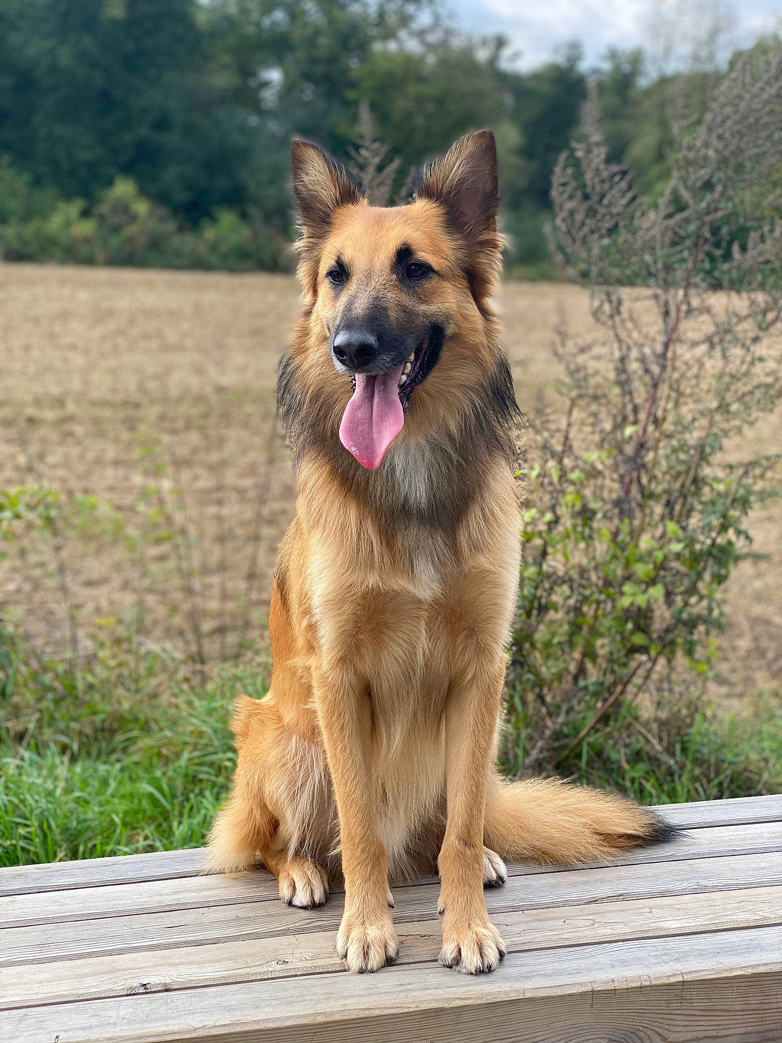 Sirius participe au concours pour gagner de l'argent avec cette photo : basque_shepherd_dog, belgian_shepherd, belgian_shepherd_malinois, bohemian_shepherd, canidae, carnivore, dog, dog_breed, fawn, german_shepherd_dog, king_shepherd, kunming_wolfdog, laekenois, mammal, old_german_shepherd_dog, rare_breed_dog, shiloh_shepherd_dog, tervuren, vertebrate, working_dog