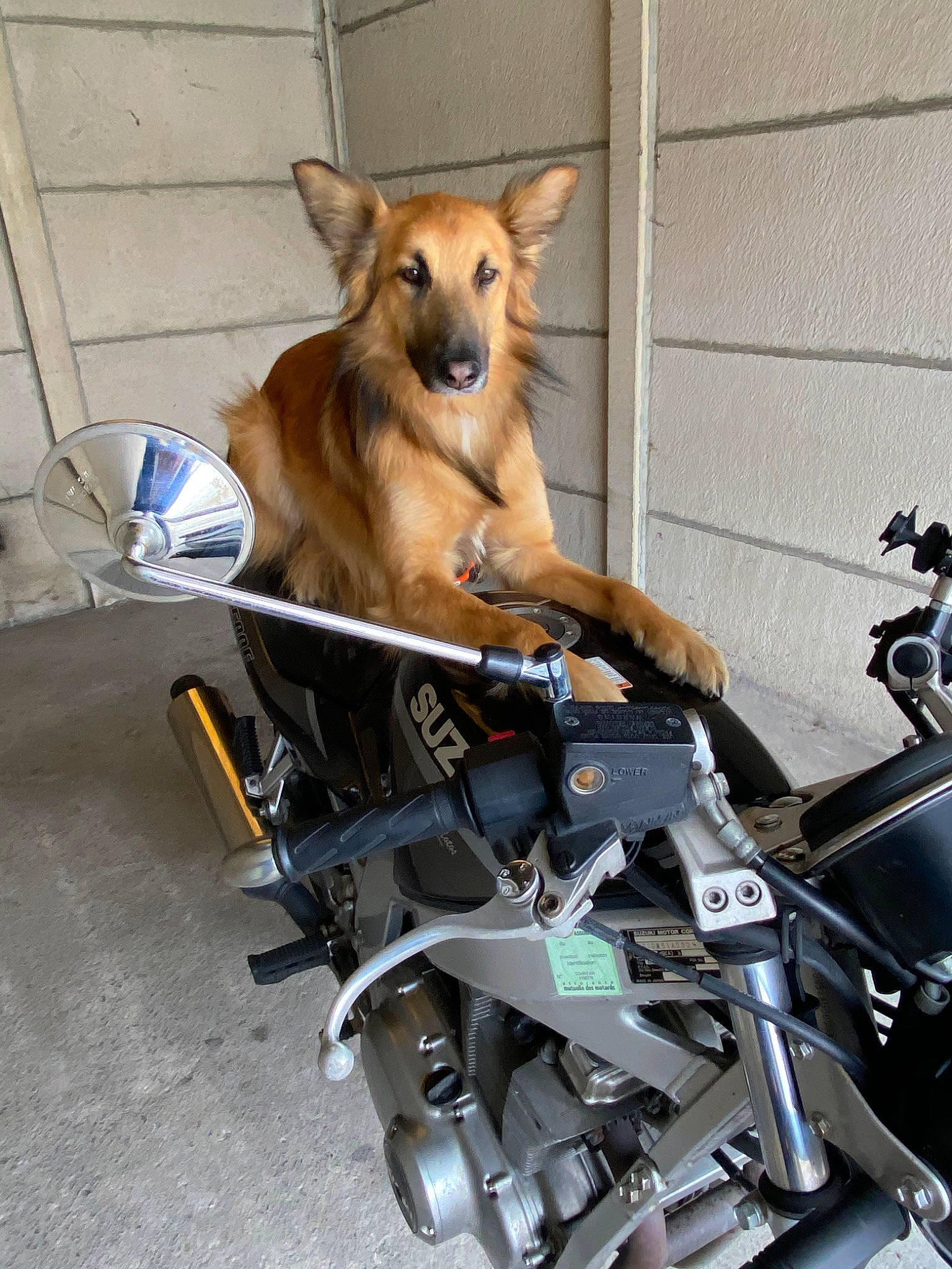 Sirius participe au concours pour gagner de l'argent avec cette photo : aspin, canidae, carnivore, companion_dog, dog, dog_breed, police_dog, street_dog, vehicle