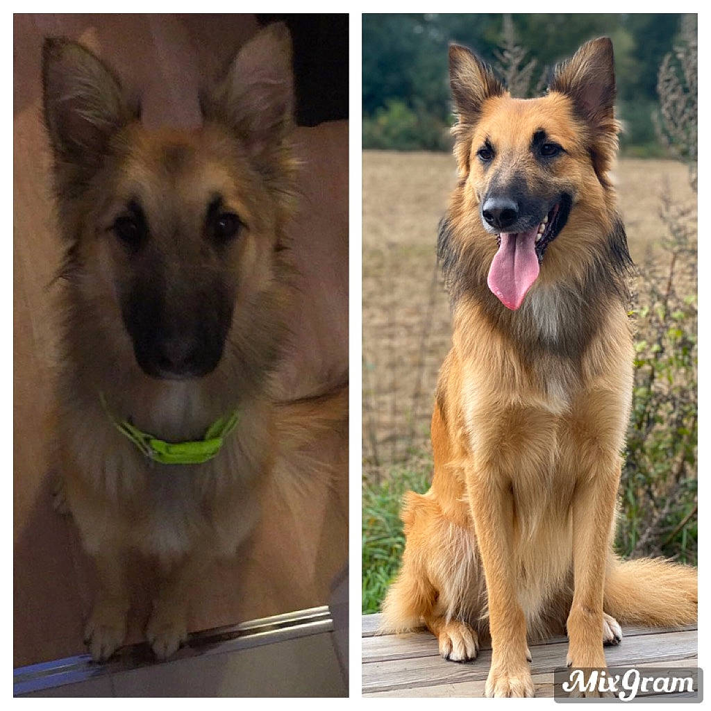 Sirius a rejoint le concours — aidez-le/la à gagner de superbes lots ! belgian_shepherd, belgian_shepherd_malinois, bohemian_shepherd, canidae, carnivore, dog, dog_breed, fawn, german_shepherd_dog, king_shepherd, kunming_wolfdog, mammal, old_german_shepherd_dog, rare_breed_dog, shiloh_shepherd_dog, snout, tervuren, vertebrate, working_dog