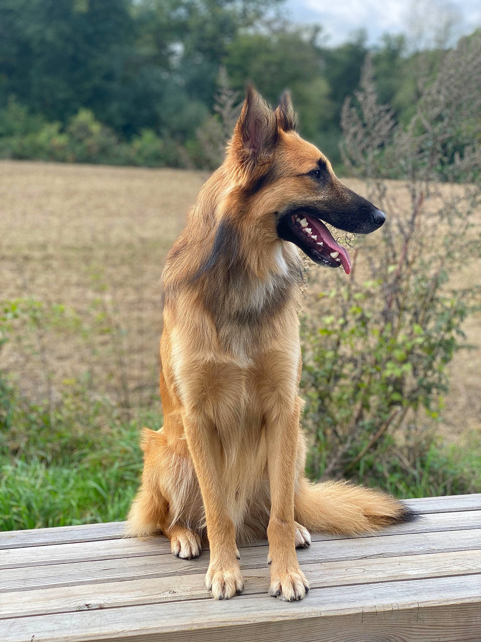 Sirius participe au concours pour gagner de l'argent avec cette photo : basque_shepherd_dog, belgian_shepherd, belgian_shepherd_malinois, bohemian_shepherd, canidae, carnivore, dog, dog_breed, east_european_shepherd, fawn, german_shepherd_dog, king_shepherd, kunming_wolfdog, mammal, old_german_shepherd_dog, rare_breed_dog, shiloh_shepherd_dog, tervuren, vertebrate, working_dog