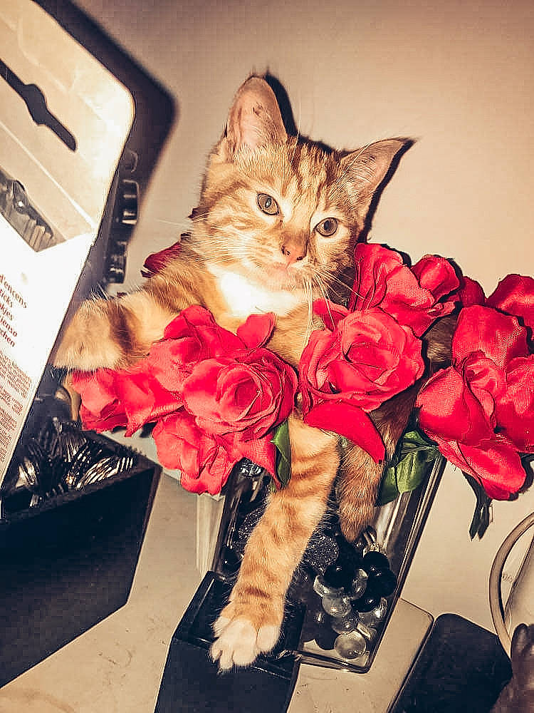 Caramel