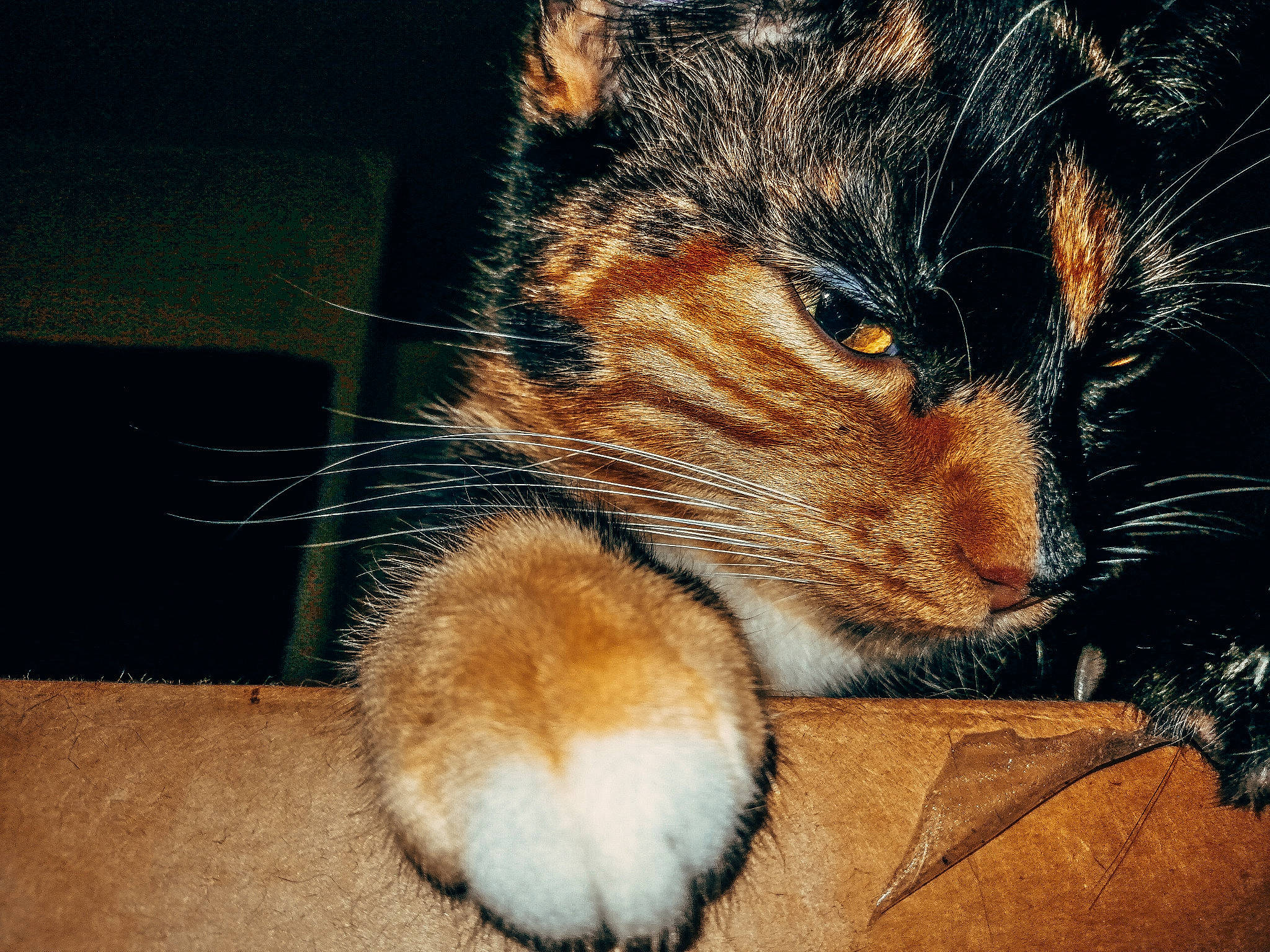 Masky