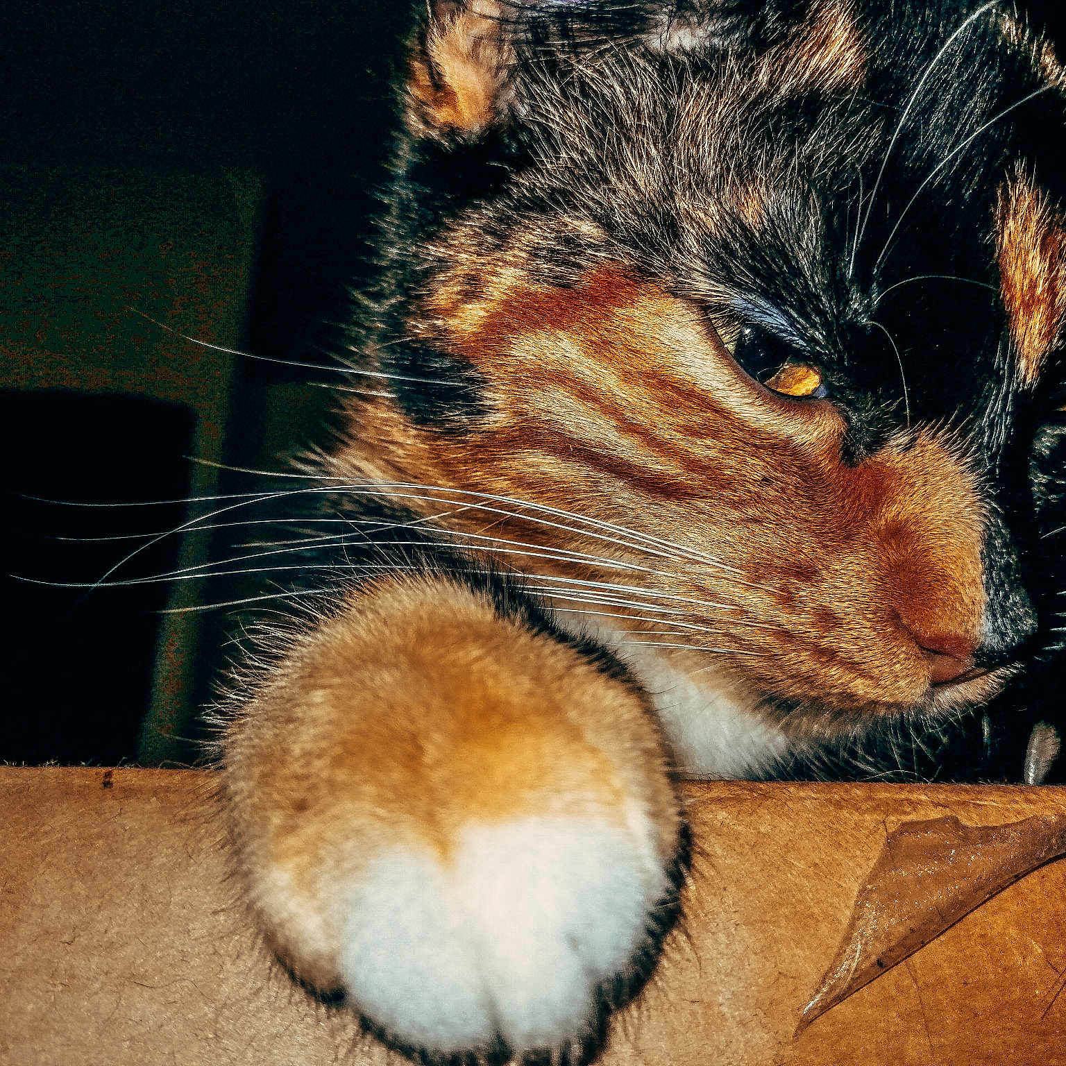Masky
