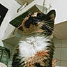 cat, calico_cat, feline, whiskers, fluffy_fur, indoor, kitchen, appliances, tiles, cabinet, pet, animal, closeup, portrait, orange_cat, relaxing, domestic, cute, curious, looking_up