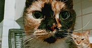 Shenzy a rejoint le concours — aidez-le/la à gagner de superbes lots ! cat, calico_cat, ginger_cat, indoor, close_up, whiskers, green_eyes, feline, pet, domestic_animal, curious, face, portrait, fur, animal, cute, two_cats, background_blur, household, companion
