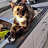 cat, tortoiseshell_cat, kitchen, counter, sunlight, window, metal_bowl, sink, domestic, pet, relaxed, indoor, feline, whiskers, fur, paw, cabinet, handle, shadow, household