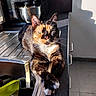 cat, tortoiseshell, kitchen, countertop, sunlight, window, sink, domestic, pet, relaxed, feline, whiskers, paws, crossed_paws, metallic, shadow, floor_tiles, utensils, household, indoor