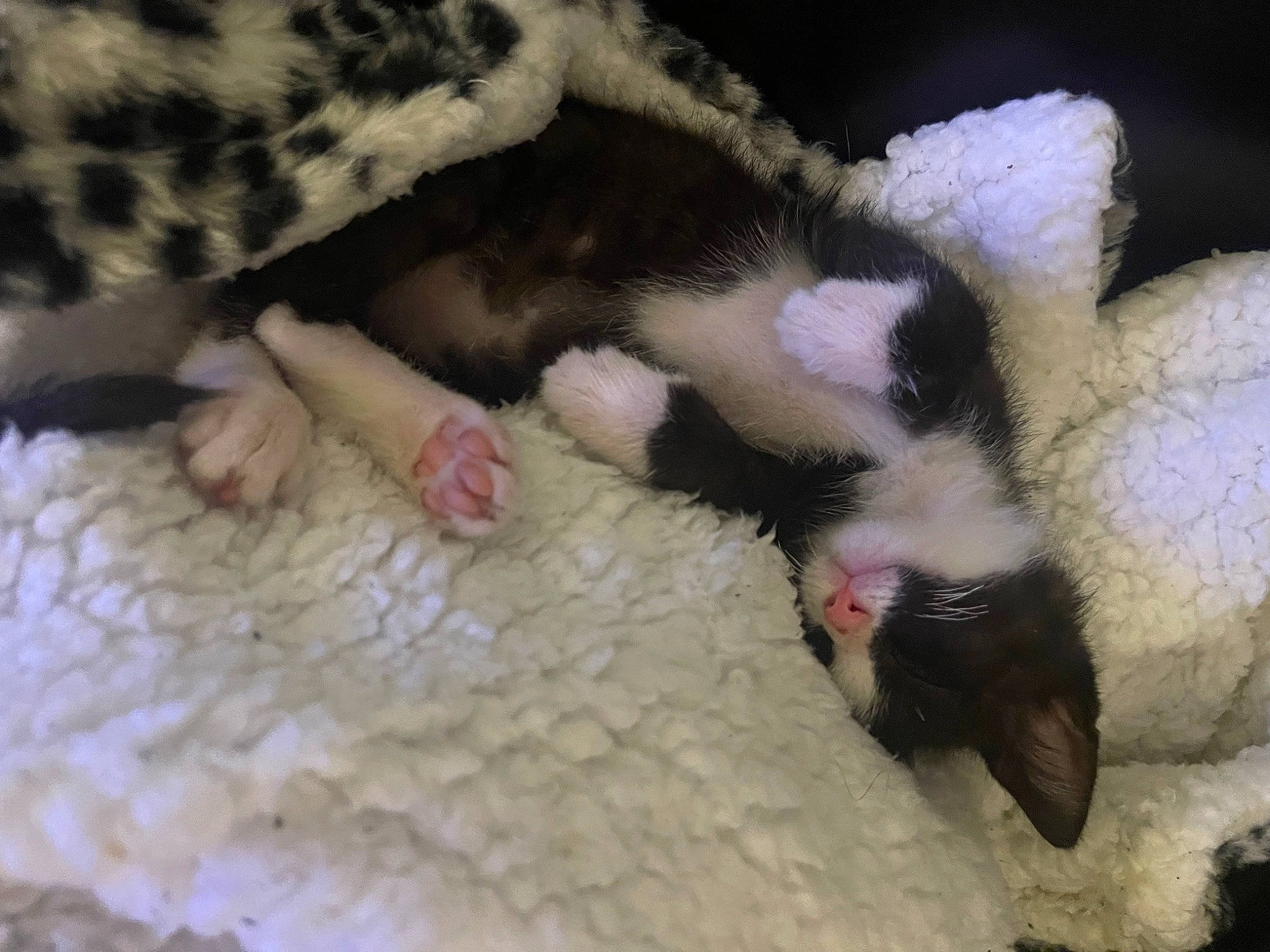 Pippin is registered to the contest to win money with this photo: cat, cat_supply, claw, comfort, dog_breed, fawn, felidae, ferret, foot, fur, mammal, nap, organism, paw, pet_supply, small_to_medium_sized_cats, tail, terrestrial_animal, vertebrate, whiskers