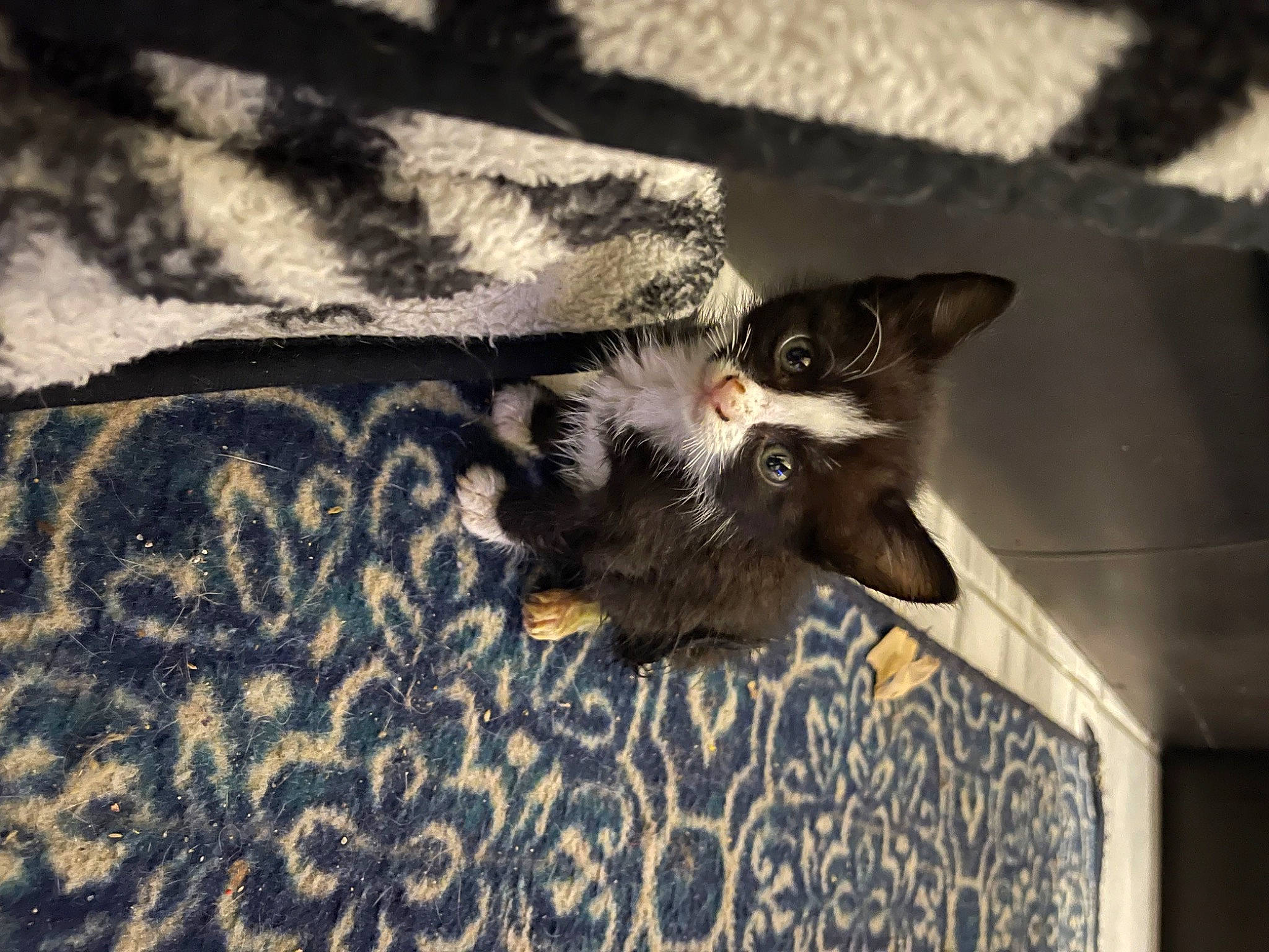 Pippin is registered to the contest to win money with this photo: black_cat, carnivore, cat, claw, comfort, domestic_short_haired_cat, felidae, flooring, fur, paw, shadow, small_to_medium_sized_cats, snout, tail, terrestrial_animal, tints_and_shades, tree, whiskers, wildlife, wood