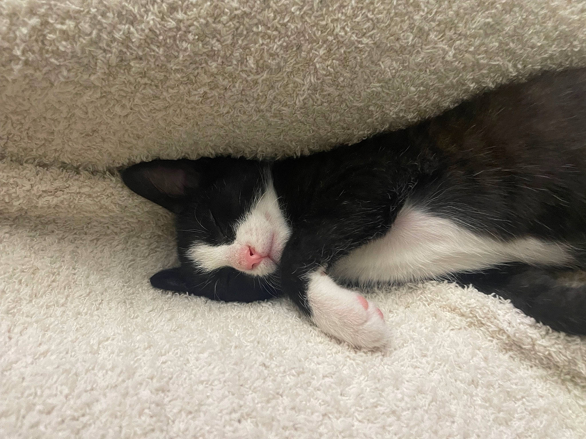 Pippin is registered to the contest to win money with this photo: carmine, carnivore, cat, claw, comfort, domestic_short_haired_cat, felidae, foot, fur, grey, paw, sand, small_to_medium_sized_cats, snout, tail, terrestrial_animal, whiskers