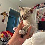 Sugar Cube is registered to the contest to win money with this photo: kitten, cat, hand, indoor, bed, blanket, paw, furniture, decorations, cross, wall, doorway, human_hand, cute, pet, young_animal, curious, soft_fur, pink_paw, cozy