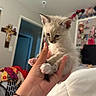 kitten, cat, hand, indoor, bed, blanket, paw, furniture, decorations, cross, wall, doorway, human_hand, cute, pet, young_animal, curious, soft_fur, pink_paw, cozy