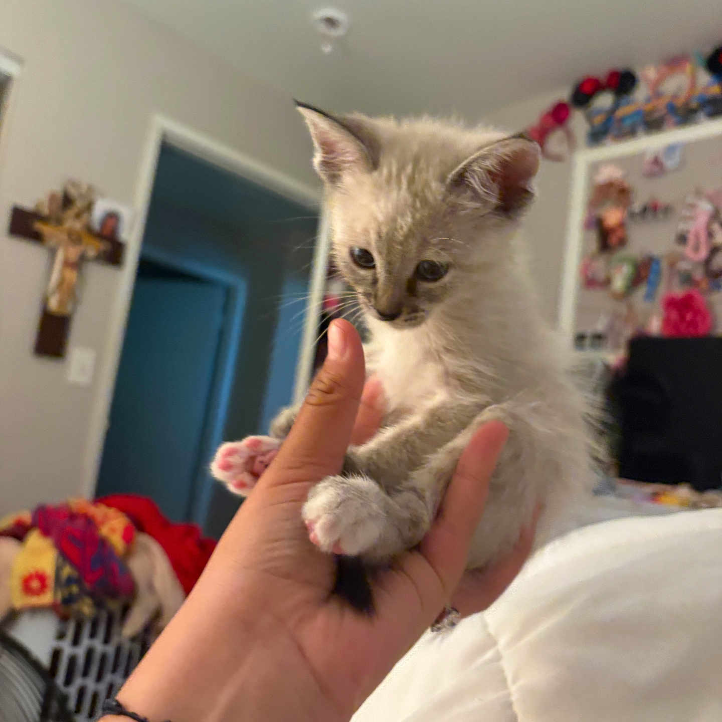 Sugar Cube is registered to the contest to win money with this photo: kitten, cat, hand, indoor, bed, blanket, paw, furniture, decorations, cross, wall, doorway, human_hand, cute, pet, young_animal, curious, soft_fur, pink_paw, cozy
