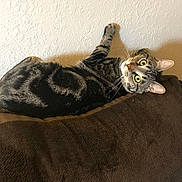 Iggy is registered to the contest to win money with this photo: cat, tabby, green_eyes, pet, indoor, lounging, blanket, brown_blanket, wall, texture, paw, curious, feline, striped_fur, relaxed, domestic_cat, whiskers, ears, looking, resting