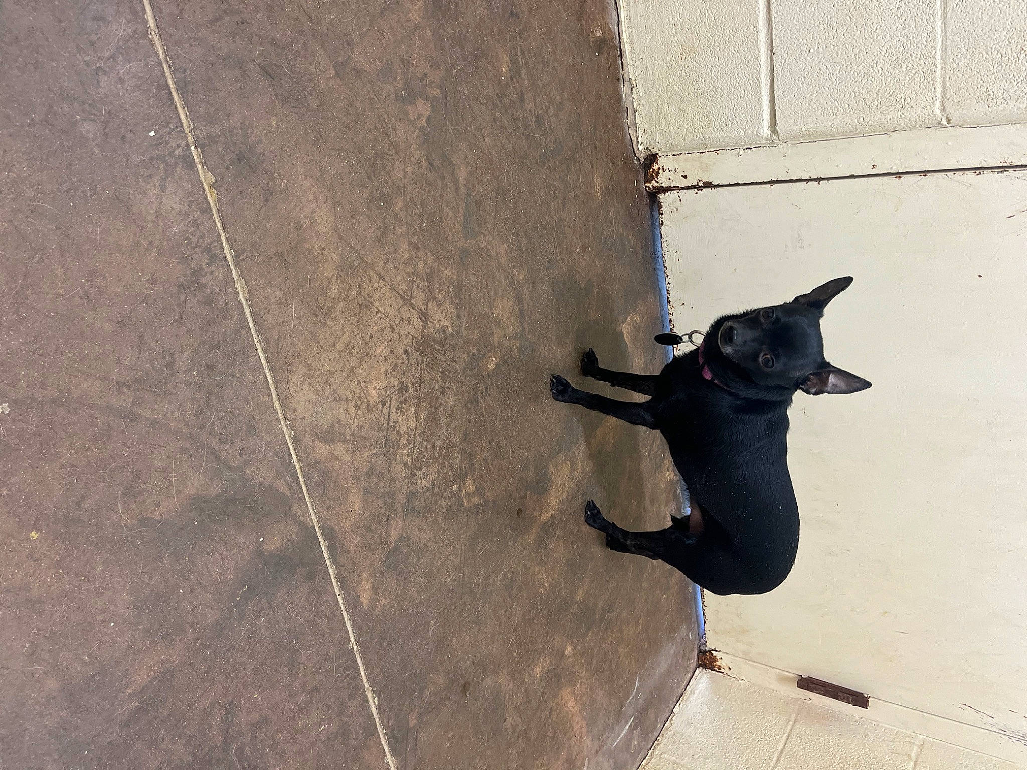 Star is registered to the contest to win money with this photo: carmine, carnivore, collar, concrete, dog, dog_breed, dog_collar, floor, flooring, grey, leash, pet_supply, road_surface, shadow, snout, sporting_group, tail, tints_and_shades, wood, working_animal