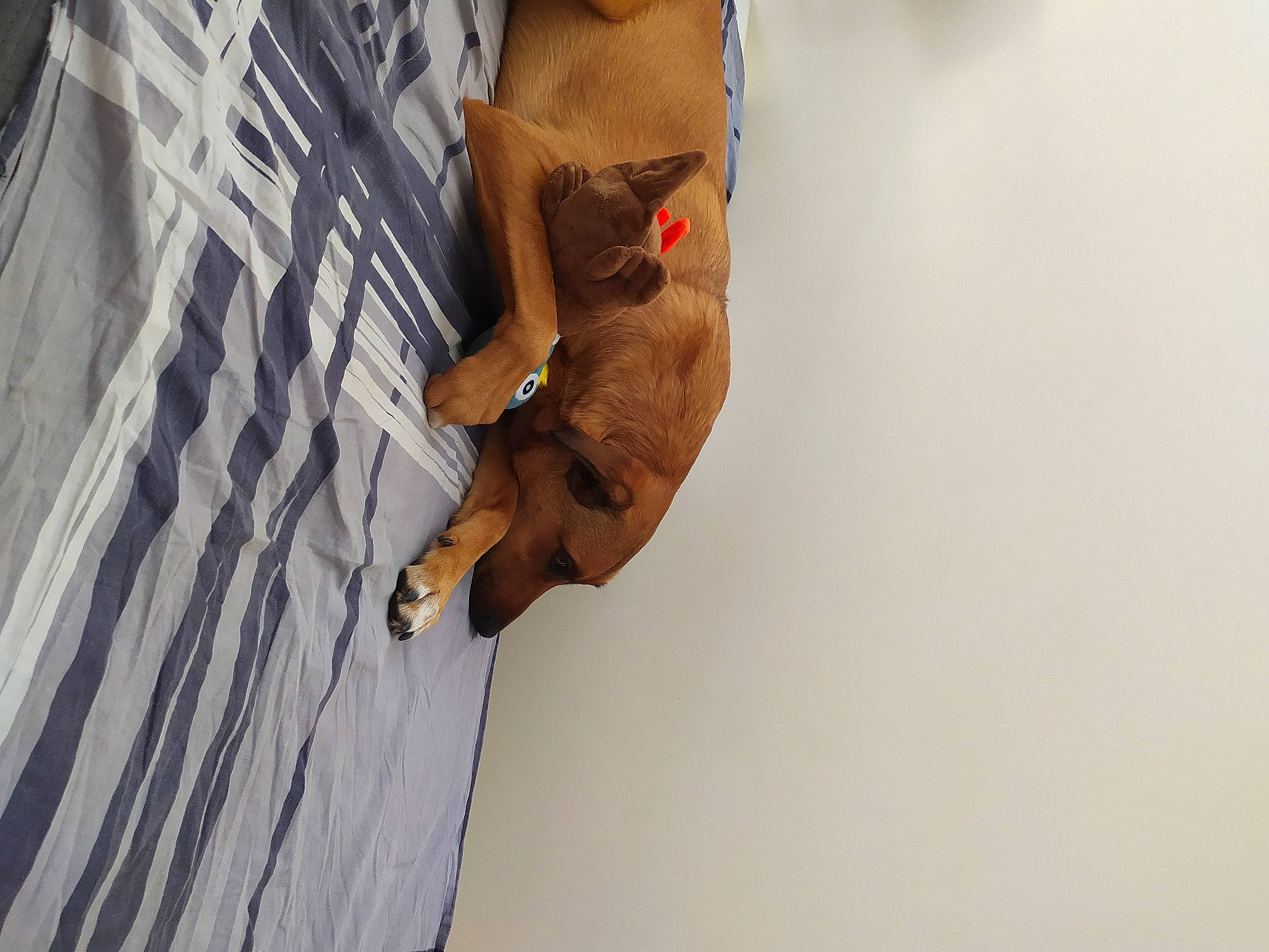 Kyo a rejoint le concours — aidez-le/la à gagner de superbes lots ! denim, elbow, eyewear, fashion_design, gesture, human_body, human_leg, jewellery, knee, nail, peach, sleeve, street_fashion, t_shirt, thigh, thumb, trunk, waist, wood, wrist