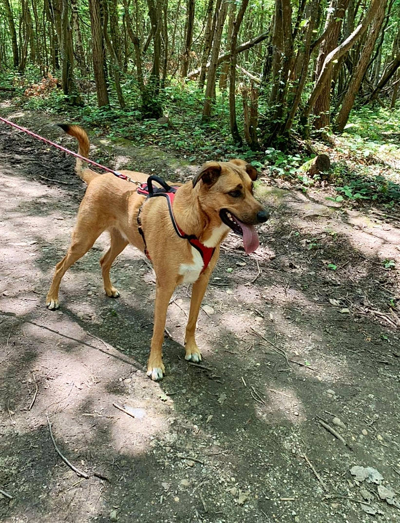 Kyo a rejoint le concours — aidez-le/la à gagner de superbes lots ! adventure, canidae, carnivore, companion_dog, dog, dog_breed, dog_supply, fawn, forest, jungle, old_growth_forest, plant, sporting_group, tail, trail, tree, wood, woodland, working_animal, working_dog