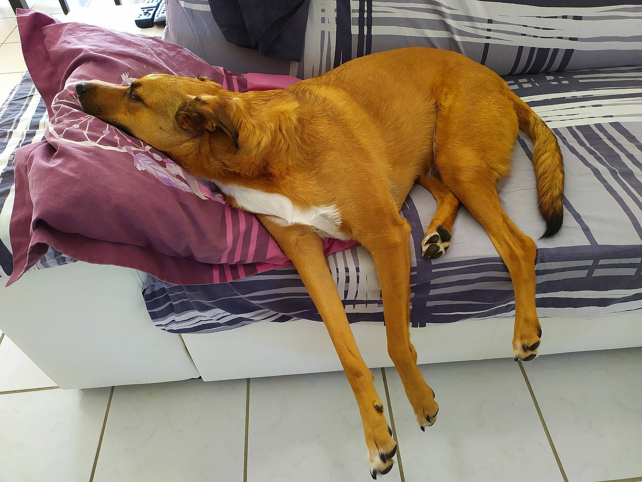 Kyo a rejoint le concours — aidez-le/la à gagner de superbes lots ! canidae, carnivore, chair, collar, comfort, companion_dog, dog, dog_breed, dog_sports, dog_supply, fawn, human_leg, pet_supply, sighthound, sitting, sporting_group, thigh, toy_dog, working_animal, working_dog