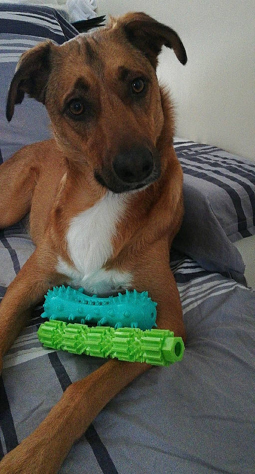 Kyo participe au concours pour gagner de l'argent avec cette photo : birthday_cake, buttercream, cake, cake_decorating, cake_decorating_supply, canidae, carnivore, companion_dog, dessert, dog, dog_breed, dog_supply, fashion_accessory, fur, green, snout, sporting_group, sugar_cake, tableware, whiskers