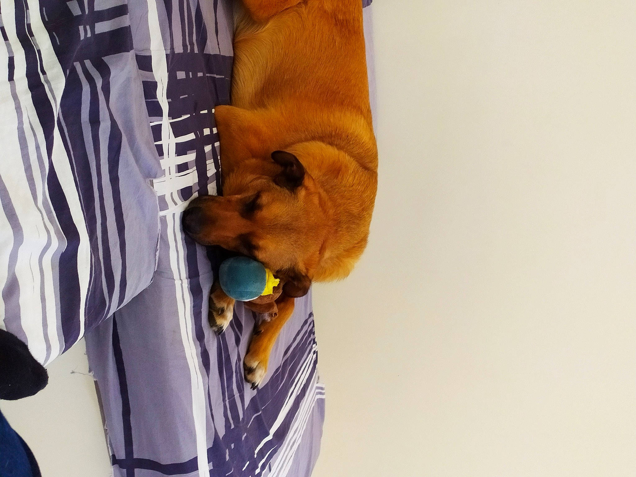 Kyo a rejoint le concours — aidez-le/la à gagner de superbes lots ! carnivore, collar, comfort, companion_dog, dog, dog_breed, elbow, fashion_accessory, fawn, fur, gesture, human_leg, knee, linens, sleeve, snout, sporting_group, street_fashion, t_shirt, wrist