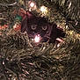 animal, black_cat, branches, cat, christmas_lights, christmas_tree, closeup, curious, cute, decorations, festive, greenery, holiday, indoor, lights, nature, pet, tree, whiskers, wide_eyes