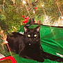 Salem is registered to the contest to win money with this photo: animal, black_cat, cat, christmas_tree, cozy, ears, eyes, festive, floor, green_tree_skirt, holiday_decor, holiday_lights, indoor, lying_down, pet, relaxed, seasonal, snowflake_pattern, tree_branches, whiskers