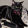Salem joined the competition — help win amazing prizes! animal, bed, bell, black_cat, blanket, cat, charger, collar, cord, domestic, electronics, feline, fur, indoor, pattern, pet, relaxed, resting, whiskers, yellow_eyes