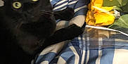 Salem is registered to the contest to win money with this photo: animal, black_cat, blue_blanket, blurred, bouquet, cat, cozy, cute, fabric, feline, flowers, green_eyes, indoor, pet, relaxed, resting, soft, striped_blanket, whiskers, yellow_roses