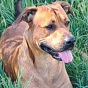 Ribellu a rejoint le concours — aidez-le/la à gagner de superbes lots ! brown_dog, canine, chest, close_up, dog, domestic_animal, ears, field, grass, happy, lying_down, muzzle, nature, outdoor, paws, pet, portrait, sitting, smile, tongue