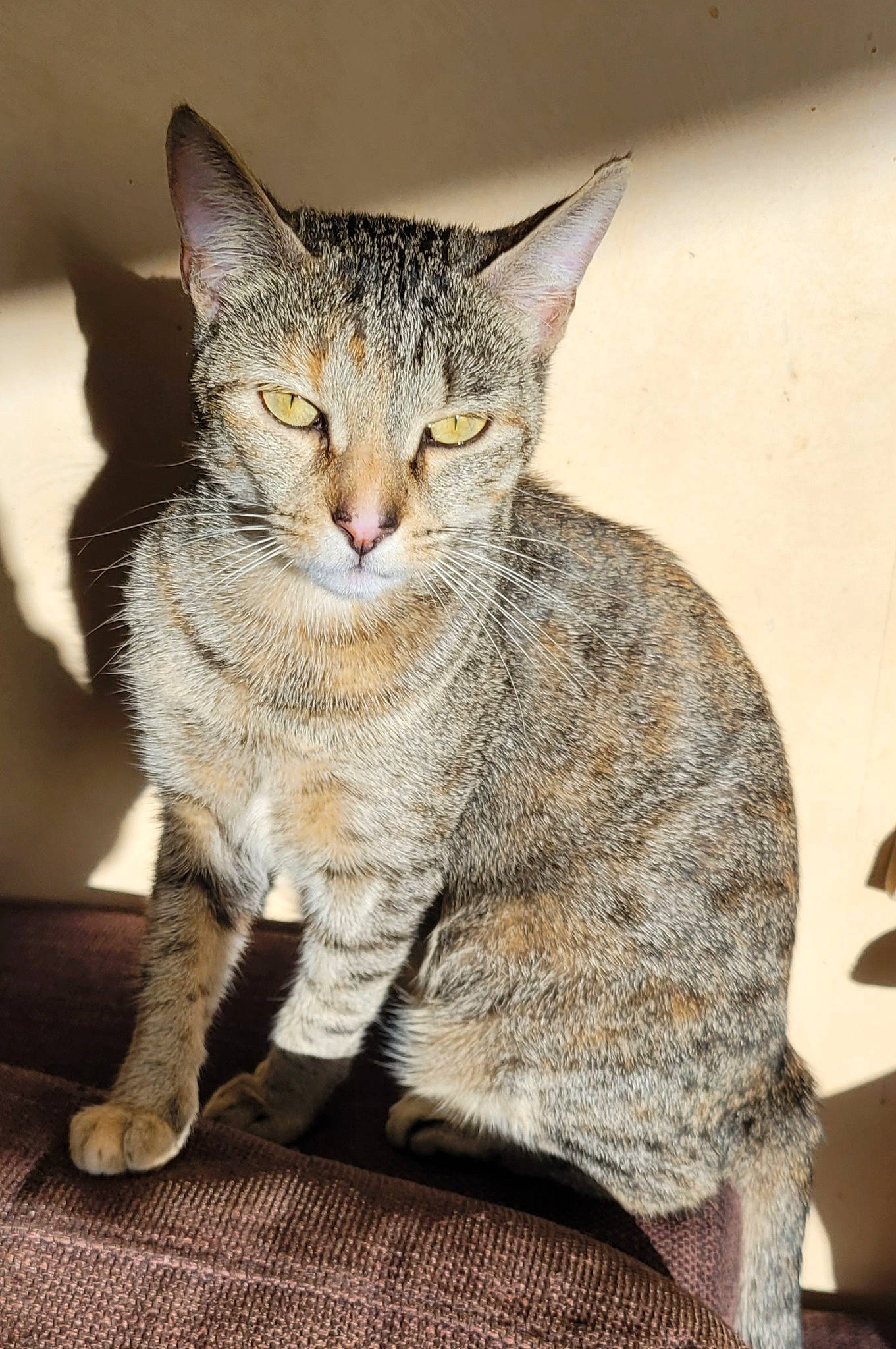 Venus a rejoint le concours — aidez-le/la à gagner de superbes lots ! carnivore, cat, claw, domestic_short_haired_cat, felidae, fur, paw, sitting, small_to_medium_sized_cats, snout, tail, terrestrial_animal, whiskers, wildlife