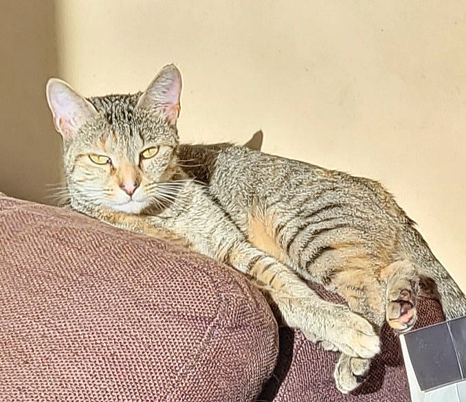 Venus a rejoint le concours — aidez-le/la à gagner de superbes lots ! carnivore, cat, claw, comfort, domestic_short_haired_cat, fawn, felidae, fur, nap, paw, sitting, small_to_medium_sized_cats, snout, tail, terrestrial_animal, whiskers, wildlife